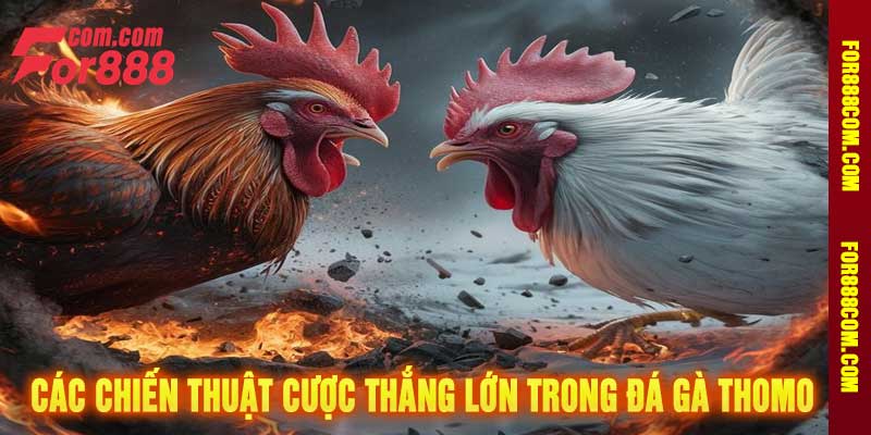 Các Chiến Thuật Cược Thắng Lớn Trong Đá Gà Thomo