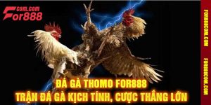 Đá Gà Thomo For888 Trận Đá Gà Kịch Tính, Cược Thắng Lớn