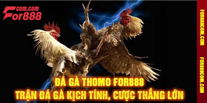 Đá Gà Thomo For888 Trận Đá Gà Kịch Tính, Cược Thắng Lớn