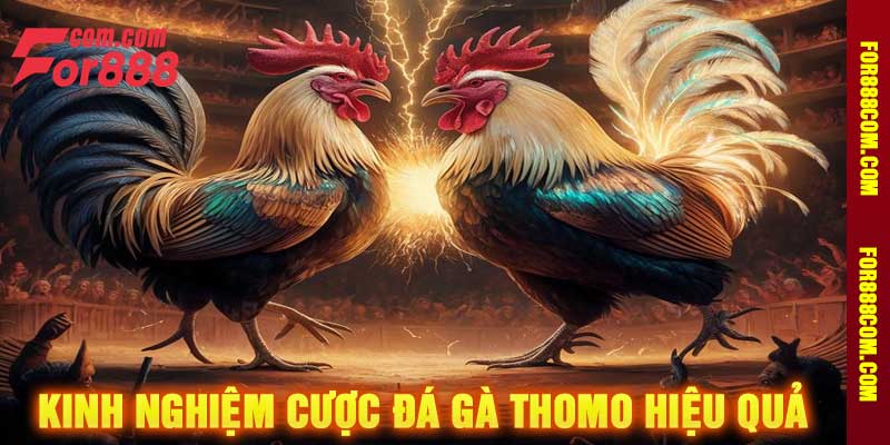 Kinh Nghiệm Cược Đá Gà Thomo Hiệu Quả
